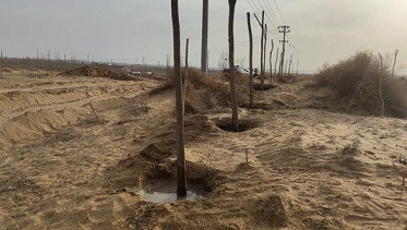 申鹏：治沙的愚公，还是逐利的商人？