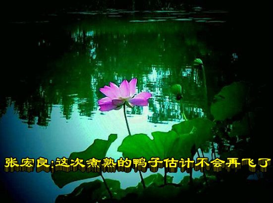 张宏良：这次煮熟的鸭子估计不会再飞了
