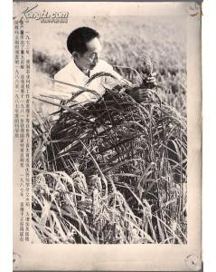 毛泽东时代的新农村建设