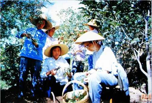 张宏良：共产主义殉道者的千古悲剧（2015）