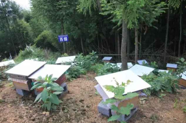 【全国各地学塘约】来自贵州毕节脱贫攻坚前线的消息