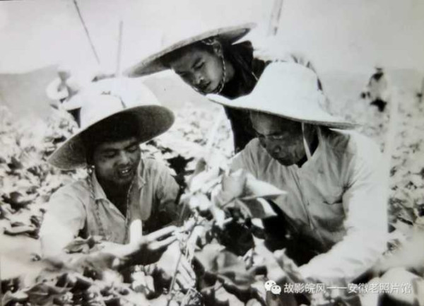 江浩丨独家影像:安徽70年代的“知青”岁月