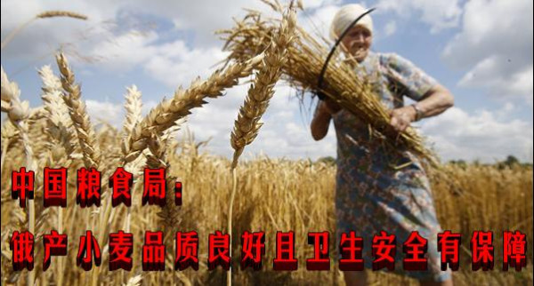 中国粮食局：俄产小麦品质良好且卫生安全有保障