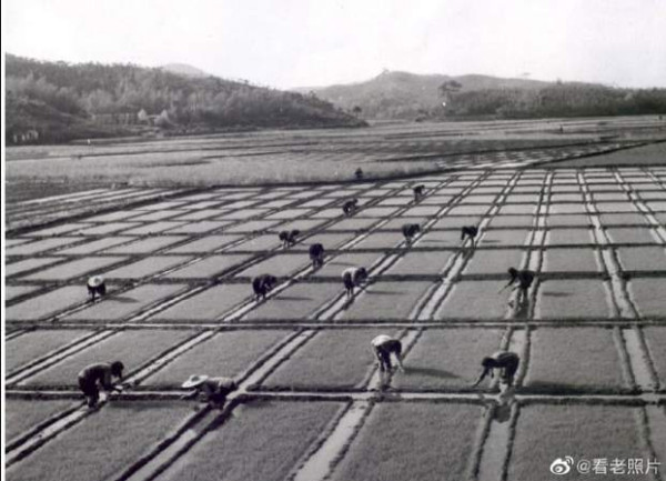 1950年代,农业合作化