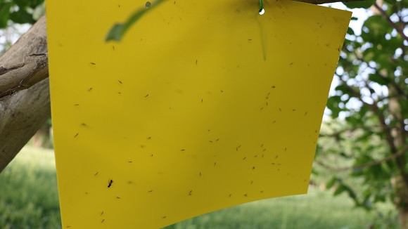 核桃树上挂黄牌 消灭害虫保增收