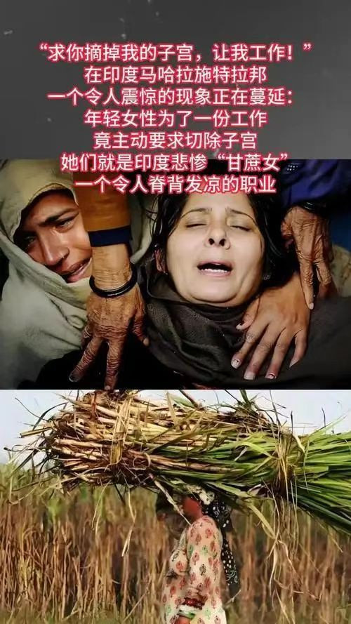 子宫与甘蔗