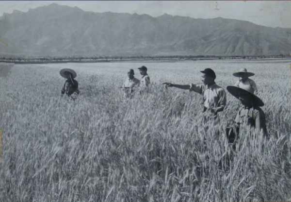 毛泽东社会主义光明道路——农业合作化运动