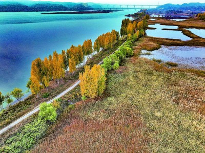 【大美中国】黄河湿地秋日如画