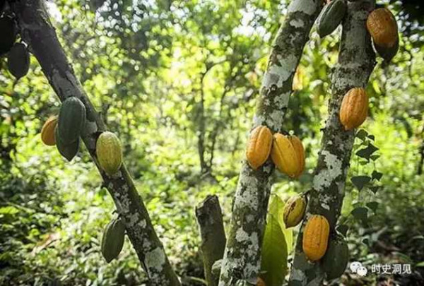 美味的巧克力和纯洁的钻石？不！它们是地球上最血腥肮脏的商品