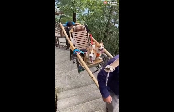网红的狗坐轿子，富人的狗改历史