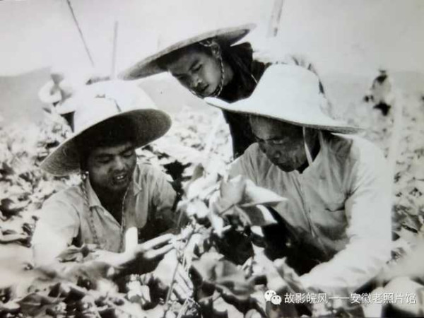 独家影像:安徽70年代的知青岁月