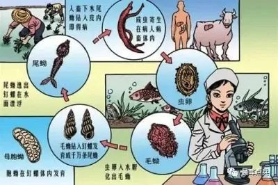 陈辉：回眸65年前毛主席领导人民抗击血吸虫病魔的伟大胜利