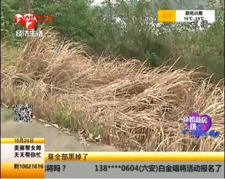  安徽一农家的羊一只接一只死亡, 原来真凶是……