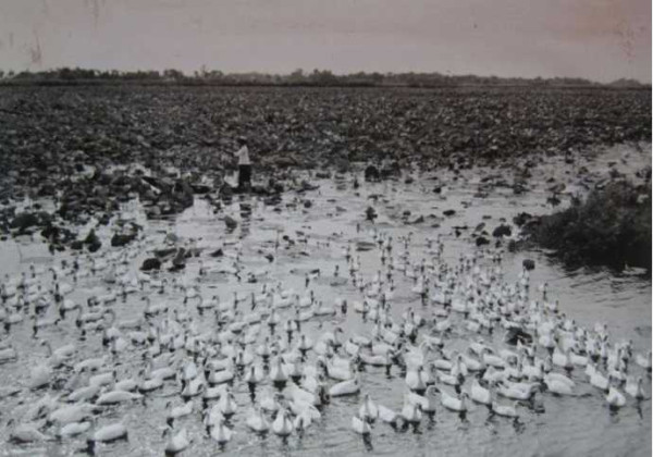 老照片：新中国70年代初期欣欣向荣的农村人民公社